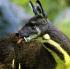 Moschus berezovskii Moschus berezovskii